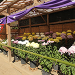 大菊花展